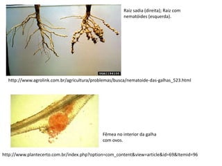 http://www.agrolink.com.br/agricultura/problemas/busca/nematoide-das-galhas_523.html
http://www.plantecerto.com.br/index.php?option=com_content&view=article&id=69&Itemid=96
Raiz sadia (direita); Raiz com
nematóides (esquerda).
Fêmea no interior da galha
com ovos.
 