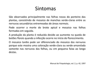 Sintomas
São observados principalmente nas folhas novas do ponteiro das
plantas, consistindo de mosaico de manchas verde-claras entre as
nervuras secundárias entremeadas de áreas normais.
Pode ocorrer a morte do broto apical e mosaico nas folhas
formadas em seguida.
A produção da planta é reduzida devido ao aumento na queda de
botões florais quando a infecção ocorre no início do florescimento.
O mosaico tardio pode ser diferenciado do mosaico das nervuras
porque este mostra uma coloração verde-clara ou verde-amarelada
somente nas nervuras das folhas, ou em pequena faixa ao longo
destas.
Manual de Fitopatologia, vol. 2, p. 42, 1997
 