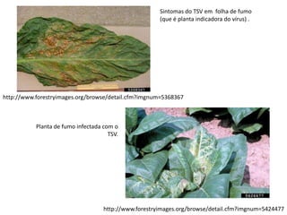 http://www.forestryimages.org/browse/detail.cfm?imgnum=5368367
http://www.forestryimages.org/browse/detail.cfm?imgnum=5424477
Sintomas do TSV em folha de fumo
(que é planta indicadora do vírus) .
Planta de fumo infectada com o
TSV.
 