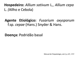 Hospedeiro: Allium sativum L., Allium cepa
L. (Allho e Cebola)
Agente Etiológico: Fusarium oxysporum
f.sp. cepae (Hans.) Snyder & Hans.
Doença: Podridão basal
Manual de Fitopatologia, vol.2, p. 67, 1997
 