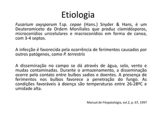 Etiologia
Fusarium oxysporum f.sp. cepae (Hans.) Snyder & Hans, é um
Deuteromiceto da Ordem Moniliales que produz clamidósporos,
microconídios unicelulares e macroconídios em forma de canoa,
com 3-4 septos.
A infecção é favorecida pela ocorrência de ferimentos causados por
outros patógenos, como P. terrestris
A disseminação no campo se dá através de água, solo, vento e
mudas contaminadas. Durante o armazenamento, a disseminação
ocorre pelo contato entre bulbos sadios e doentes. A presença de
ferimentos nos bulbos favorece a penetração do fungo. As
condições favoráveis à doença são temperaturas entre 26-28ºC e
umidade alta.
Manual de Fitopatologia, vol.2, p. 67, 1997
 