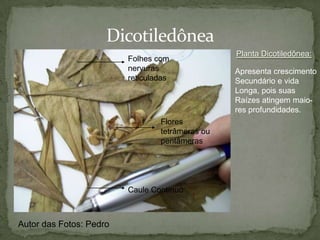  Coniferophyta (Pinheiros e Ciprestes)