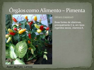  Gnetophyta (Gnetáceas)