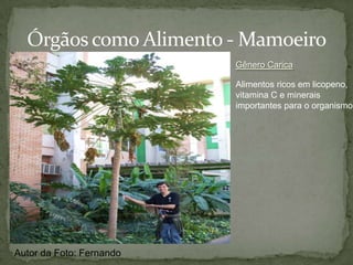  Ginkgophyta (Gincobilobas)Com Fruto:   Magnoliophyta ou Anthophyta(Árvores , capins etc...)