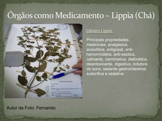 Divisão PteridophytaAvenca:Vegetal vascular sem semente composto de raiz, caule e folha. Sobrevive em regiões tropicais.FolíolosRizomaAutor da Foto: Jean