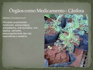 Divisão Angiosperma