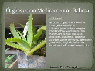MonocotiledôneaPlanta Monocotiledônea:Planta com crescimento primário e ciclo de vida curta, por causa da raiz pequena.Folhas com nervuras paralelasCaule dividido em gomosRaiz fasciculadaAutor da Foto: Fernando
