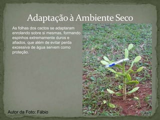 DicotiledôneaPlanta Dicotiledônea:Folhes com nervuras reticuladasApresenta crescimentoSecundário e vidaLonga, pois suas Raízes atingem maio-res profundidades.Flores tetrâmeras ou pentâmerasCaule ContínuoAutor das Fotos: Pedro