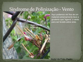 Órgãos como Alimento - MamoeiroGênero CaricaAlimentos ricos em licopeno, vitamina C e minerais importantes para o organismo. Autor da Foto: Fernando
