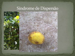 Órgãos como Medicamento – Lippia (Chá) Gênero Lippia:Principais propriedades medicinais: analgésica, ansiolítica, antigripal, anti-hemorroidária, anti-séptica, calmante, carminativa, diaforética, desintoxicante, digestiva, indutora do sono, sedante gastrointestinal, sudorífica e sedativa.Autor da Foto: Fernando