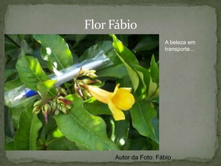 Órgãos como Medicamento - CânforaGênero Cinnamomum:Principais propriedades medicinais: antinevrálgica, antiepiléptica, anti-reumática, anti-séptica, calmante, descongestionante das vias respiratórias e sedativa. Autor da Foto: Luciano