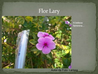 Adaptação à Ambiente ÚmidoAs folhas largas e relativamente ricas em água indicam que esta planta viveu em um lugar bastante quente e úmido, aonde a reposição de água era constante. Por isso essas plantas são tão exuberantes e de crescimento rápido.Autor da Foto: Jean