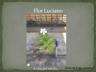 Síndrome de Polinização – Abelhas e InsetosAs flores desta planta são exuberantes nas cores, além de produzir um néctar cujo aroma atrai insetos que servem de meio de transporte para os grãos de pólen que grudam em suas asas até outras flores que podem ser fecundadas.Flor exuberanteAutor da Foto: Fernando