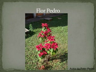 Síndrome de Polinização - VentoAqui podemos ver fios de um material extremamente leve e grudento que “agarra” o vento para ser levado pelos ares.“Agarradores” de ventoAutor da Foto: Pedro