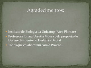 Síndrome de Dispersão – Queda de Sementes no AmbienteEste fruto (vagem) simplesmente seca e se abre, derrubando as sementes no solo. É um tipo de dispersão abiótica simples e relativamente ineficaz.VagemSementeAutor da Foto: Larissa