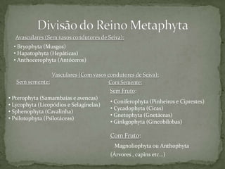 Divisão do Reino MetaphytaAvasculares (Sem vasos condutores de Seiva): Bryophyta (Musgos)