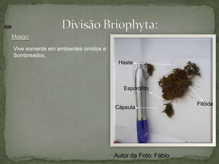  Hapatophyta (Hepáticas)