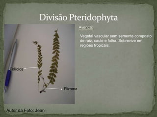  Anthocerophyta (Antóceros)Vasculares (Com vasos condutores de Seiva):Sem semente:Com Semente:Sem Fruto: Pterophyta (Samambaias e avencas)