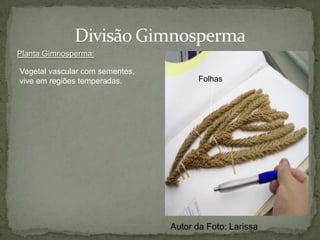  Lycophyta (Licopódios e Selaginelas) 