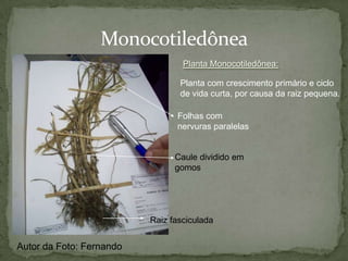  Psilotophyta (Psilotáceas)