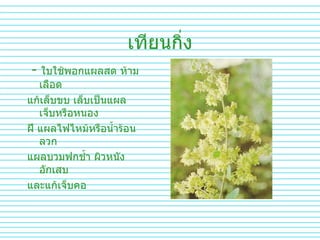 เทียนกิ่ง -  ใบใช้พอกแผลสด   ห้ามเลือด   แก้เล็บขบ   เล็บเป็นแผลเจ็บหรือหนอง   ฝี   แผลไฟไหม้หรือน้ำร้อนลวก   แผลบวมฟกช้ำ   ผิวหนังอักเสบ และแก้เจ็บคอ 