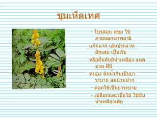 ชุมเห็ดเทศ -  ใบรสฉุน   สุขุม   ใช้ภายนอกฆ่าพยาธิ แก้กลาก   เส้นประสาทอักเสบ   เป็นเริม หรือผื่นคันมีน้ำเหลือง   แผลบวม   ฝีมี หนอง   ต้มน้ำกินเป็นยาระบาย   อมบ้วนปาก   -  ดอกใช้เป็นยาระบาย  -  เปลือกและเนื้อไม้ ใช้ขับน้ำเหลืองเสีย   