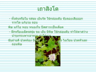 เถาสิงโต -  ทั้งต้นหรือใบ   รสขม   เย็นจัด   ใช้กล่อมตับ   ขับของเสียออกจากไต   แก้บวม   ถอน พิษ   แก้ไอ   หอบ   หนองใน   ปัสสาวะเป็นเลือด   -  ฝักหรือเมล็ดรสชุ่ม   ขม   เย็น   มีพิษ   ใช้กล่อมตับ   ทำให้ตาสว่าง   บำรุงกระเพาะอาหาร   ทำให้การ ขับถ่ายดี   ปวดท้อง   บิด   ท้องผูก   ตาบวมเดง   วิงเวียน   ปวดหัวเละถอนพิษ   