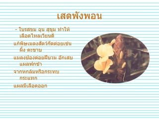 เสดพังพอน -  ใบรสขม   ฉุน   สุขุม   ทำให้เลือดไหลเวียนดี   แก้พิษเมลงสัตว์กัดต่อยเช่น   ผึ้ง   ตะขาบ   แมลงป่องต่อยฝีบวม   อักเสบ   แผลฟกชำ จากหกล้มหรือกระทบกระแทก   แผลมีเลือดออก   