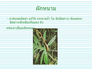 ผักหนาม -  ลำต้นรสเผ็ดชา   แก้ไข้   กระหายน้ำ   ไอ   ขับปัสสาวะ   ขับเสมหะ   ปัสสาวะสีเหลืองหือแดง   ผิว หนังเน่าเปื่อยเป็นหนอง   