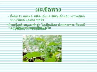 มะเขือพวง -  ทั้งต้น   ใบ   และผล   รสจืด   เย็นและมีพิษเล็กน้อย   ทำให้เลือดหมุนเวียนดี   แก้ปวด   ฟกช้ำ   กล้ามเนื้อบริเวณเอวฟกช้ำ   ไอเป็นเลือด   ปวดกระเพาะ   ฝีบวมมีหนองและอาการบวมอักเสบ   -  รากใช้พอกเท้าแตกเป็นร่องเจ็บ   