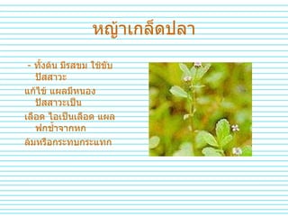หญ้าเกล็ดปลา -  ทั้งต้น   มีรสขม   ใช้ขับปัสสาวะ   แก้ไข้   แผลมีหนอง   ปัสสาวะเป็น เลือด   ไอเป็นเลือด   แผลฟกช้ำจากหก ล้มหรือกระทบกระแทก 