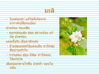 มะลิ ใบรสฉุนซ่า   แก้ไข้ที่เกิดจากอากาศเปลี่ยนแปลง   ปวดท้อง   ท้องเสีย   -  ดอกรสฉุนชุ่ม   สุขุม   สมานท้อง   แก้บิด   ปวดท้อง   แผลเรื้อรัง   เยื่อตาอักเสบ   -  น้ำแช่ดอกสดใช้แต่งกลิ่น   ทำให้ชุ่มชื่นบำรุงหัวใจ   -  รากรสขม   สุขุม   มีพิษ   ทำให้สงบ   ใช้แก้ปวด   เลือดออกตามไรฟัน   ปวดหัว   นอนไม่หลับ 