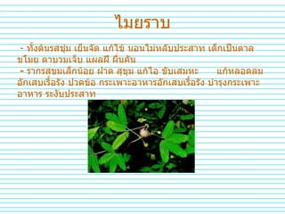 ไมยราบ -  ทั้งต้นรสชุ่ม   เย็นจัด   แก้ไข้   นอนไม่หลับประสาท   เด็กเป็นตาลขโมย   ตาบวมเจ็บ   แผลฝี   ผื่นคัน   -  รากรสขมเล็กน้อย   ฝาด   สุขุม   แก้ไอ   ขับเสมหะ   แก้หลอดลมอักเสบเรื้อรัง   ปวดข้อ   กระเพาะอาหารอักเสบเรื้อรัง   บำรุงกระเพาะอาหาร   ระงับประสาท   
