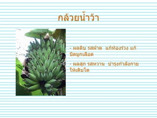 กล้วยน้ำว้า ผลดิบ รสฝาด  แก้ท้องร่วง แก้บิดมูกเลือด ผลสุก รสหวาน  บำรุงกำลังกายให้เติบโต 