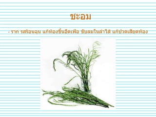 ชะอม -  ราก รสร้อนฉุน แก้ท้องขึ้นอืดเฟ้อ ขับลมในลำไส้ แก้ปวดเสียดท้อง 