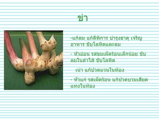 ข่า แก้ลม แก้ดีพิการ บำรุงธาตุ เจริญอาหาร ขับโลหิตและลม หัวอ่อน รสขมเผ็ดร้อนเล็กน้อย ขับลมในลำไส้ ขับโลหิต เน่า แก้ปวดมวนในท้อง หัวแก่ รสเผ็ดร้อน แก้ปวดบวมเสียดแทงในท้อง 