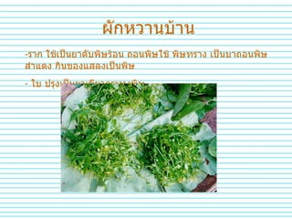 ผักหวานบ้าน ราก ใช้เป็นยาดับพิษร้อน ถอนพิษใช้ พิษทราง เป็นบาถอนพิษสำแดง กินของแสลงเป็นพิษ ใบ ปรุงเป็นยาเขียวกระทุงพิษ 