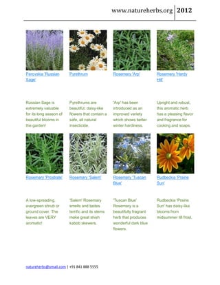 www.natureherbs.org 2012




Perovskia 'Russian       Pyrethrum                Rosemary 'Arp'         Rosemary 'Hardy
Sage'                                                                    Hill'




Russian Sage is          Pyrethrums are           'Arp' has been         Upright and robust,
extremely valuable       beautiful, daisy-like    introduced as an       this aromatic herb
for its long season of   flowers that contain a   improved variety       has a pleasing flavor
beautiful blooms in      safe, all natural        which shows better     and fragrance for
the garden!              insecticide.             winter hardiness.      cooking and soaps.




Rosemary 'Prostrate'     Rosemary 'Salem'         Rosemary 'Tuscan       Rudbeckia 'Prairie
                                                  Blue'                  Sun'



A low-spreading,         'Salem' Rosemary         'Tuscan Blue'          Rudbeckia 'Prairie
evergreen shrub or       smells and tastes        Rosemary is a          Sun' has daisy-like
ground cover. The        terrific and its stems   beautifully fragrant   blooms from
leaves are VERY          make great shish         herb that produces     midsummer till frost.
aromatic!                kabob skewers.           wonderful dark blue
                                                  flowers.




natureherbs@ymail.com | +91 841 888 5555
 