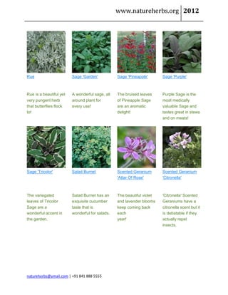 www.natureherbs.org 2012




Rue                      Sage 'Garden'           Sage 'Pineapple'       Sage 'Purple'



Rue is a beautiful yet   A wonderful sage, all   The bruised leaves     Purple Sage is the
very pungent herb        around plant for        of Pineapple Sage      most medically
that butterflies flock   every use!              are an aromatic        valuable Sage and
to!                                              delight!               tastes great in stews
                                                                        and on meats!




Sage 'Tricolor'          Salad Burnet            Scented Geranium       Scented Geranium
                                                 'Attar Of Rose'        'Citronella'



The variegated           Salad Burnet has an     The beautiful violet   'Citronella' Scented
leaves of Tricolor       exquisite cucumber      and lavender blooms    Geraniums have a
Sage are a               taste that is           keep coming back       citronella scent but it
wonderful accent in      wonderful for salads.   each                   is debatable if they
the garden.                                      year!                  actually repel
                                                                        insects.




natureherbs@ymail.com | +91 841 888 5555
 