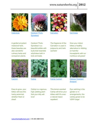 www.natureherbs.org 2012




Calendula                Cardoon 'Porto          Carnation                 Cat Grass
                         Spineless'



A gentle but potent      Cardoon 'Porto          The fragrance of the      Give your indoor
medicinal herb,          Spineless' is a         Carnation is used in      kitties a healthy
these beauties are       beautiful edible with   potpourris and herb       alternative to nibbling
also wonderful           buds that resemble      sachets!                  on harmful
culinary herbs and       artichokes both in                                houseplants with our
companion plants.        look and taste.                                   nutritious cat grass!




Catmint                  Catnip                  Catnip 'Lemon'            Celosia 'Cramers'
                                                                           Amazon'



Easy to grow, your       Catnip is a vigorous,   This lemon-scented        Eye catching in the
kitties will love this   high yielding plant     Catnip will drive your    garden or in
hardy perennial,         that your kitty will    kitties wild! It's even   arrangements, this
whether fresh or         love!                   a natural insect          variety grows to be
dried!                                           repellent!                VERY large!




natureherbs@ymail.com | +91 841 888 5555
 