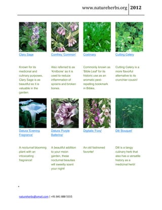 www.natureherbs.org 2012




Clary Sage              Comfrey 'Common'       Costmary               Cutting Celery



Known for its           Also referred to as    Commonly known as      Cutting Celery is a
medicinal and           ‘Knitbone’ as it is    'Bible Leaf' for its   more flavorful
culinary purposes,      used to reduce         historic use as an     alternative to its
Clary Sage is as        inflammation of        aromatic pest-         crunchier cousin!
beautiful as it is      sprains and broken     repelling bookmark
valuable in the         bones.                 in Bibles.
garden.




Datura 'Evening         Datura 'Purple         Digitalis 'Foxy'       Dill 'Bouquet'
Fragrance'              Ballerina'



A nocturnal blooming    A beautiful addition   An old fashioned       Dill is a tangy
plant with an           to your moon           favorite!              culinary herb that
intoxicating            garden, these                                 also has a versatile
fragrance!              nocturnal beauties                            history as a
                        will sweetly scent                            medicinal herb!
                        your night!







natureherbs@ymail.com | +91 841 888 5555
 