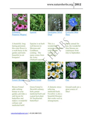 www.natureherbs.org 2012




 Echinacea              Epazote              Eucalyptus 'Silver   Evolvulus 'Blue
 Purpurea 'Magnus'                           Drop'                Daze'



 A beautiful, long      Epazote is an herb   This is a            Hardy annual for
 lasting perennial,     well-known to        wonderfully          sun, the wonderful
 this cone flower is    Mexican and          aromatic and more    blue blooms are
 a work horse in the    Caribbean            cold tolerant        continuous from
 garden and looks       cooking. The         variety of           July to September.
 beautiful in cut       name comes from      Eucalyptus.
 bouquets!              the Aztec
                        (Nahuatl) epazotl.




 Fennel, Bronze         Fennel, Green        Feverfew             Flax


 Bronze Fennel          Green Fennel is      A fantastic stress   Ground seeds are a
 adds striking          flavorful culinary   relieving            great source of
 beauty to your         herb, potent         medicinal herb,      fiber!
 garden, provides a     medicinal herb and   Feverfew is also a
 safe haven for         a great host plant   beautiful bloomer
 butterflies and        for Swallowtail      that works well in
 makes a wonderful      butterflies!         arrangements.
 culinary and
 medicinal herb!



natureherbs@ymail.com | +91 841 888 5555
 