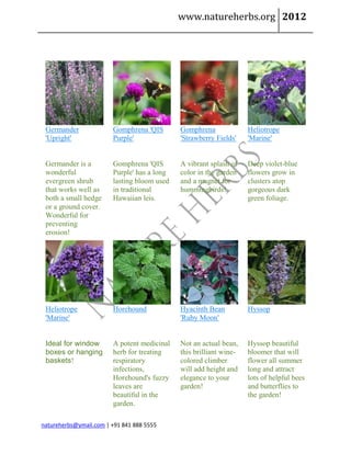 www.natureherbs.org 2012




 Germander              Gomphrena 'QIS       Gomphrena              Heliotrope
 'Upright'              Purple'              'Strawberry Fields'    'Marine'


 Germander is a         Gomphrena 'QIS       A vibrant splash of    Deep violet-blue
 wonderful              Purple' has a long   color in the garden    flowers grow in
 evergreen shrub        lasting bloom used   and a magnet for       clusters atop
 that works well as     in traditional       hummingbirds!          gorgeous dark
 both a small hedge     Hawaiian leis.                              green foliage.
 or a ground cover.
 Wonderful for
 preventing
 erosion!




 Heliotrope             Horehound            Hyacinth Bean          Hyssop
 'Marine'                                    'Ruby Moon'


 Ideal for window       A potent medicinal   Not an actual bean,    Hyssop beautiful
 boxes or hanging       herb for treating    this brilliant wine-   bloomer that will
 baskets!               respiratory          colored climber        flower all summer
                        infections,          will add height and    long and attract
                        Horehound's fuzzy    elegance to your       lots of helpful bees
                        leaves are           garden!                and butterflies to
                        beautiful in the                            the garden!
                        garden.

natureherbs@ymail.com | +91 841 888 5555
 
