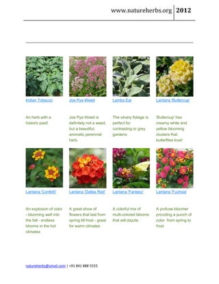 www.natureherbs.org 2012




Indian Tobacco          Joe Pye Weed                Lambs Ear                Lantana 'Buttercup'



An herb with a          Joe Pye Weed is             The silvery foliage is   'Buttercup' has
historic past!          definitely not a weed,      perfect for              creamy white and
                        but a beautiful,            contrasting or grey      yellow blooming
                        aromatic perennial          gardens                  clusters that
                        herb.                                                butterflies love!




Lantana 'Confetti'      Lantana 'Dallas Red'        Lantana 'Fantasy'        Lantana 'Fuchsia'



An explosion of color   A great show of             A colorful mix of        A profuse bloomer
- blooming well into    flowers that last from      multi-colored blooms     providing a punch of
the fall - endless      spring till frost - great   that will dazzle.        color from spring to
blooms in the hot       for warm climates                                    frost
climates




natureherbs@ymail.com | +91 841 888 5555
 
