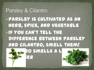 Parsley is cultivated as an
herb, spice, AND vegetable
If you can’t tell the
difference between parsley
and cilantro, smell them!
Cilantro smells a lot
stronger
 
