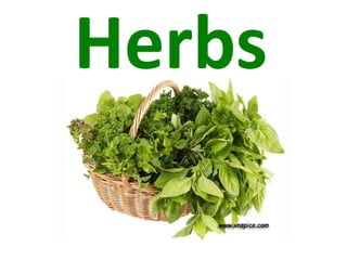 Herbs
 