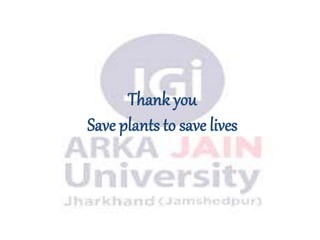 Herbs as raw materials 