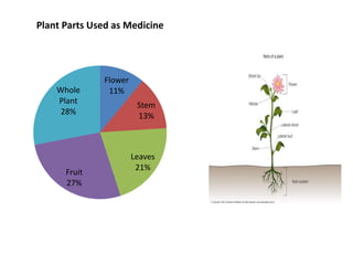 Flower
11%
Stem
13%
Leaves
21%
Fruit
27%
Whole
Plant
28%
Plant Parts Used as Medicine
 
