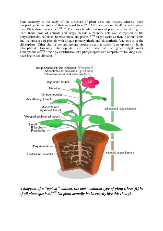 [DIAGRAM] Well Labelled Diagram Of Rice Plant