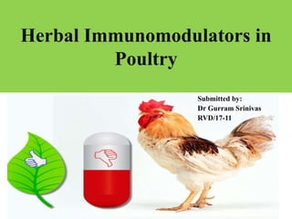 Herbal Immunomodulators in
Poultry
Submitted by:
Dr Gurram Srinivas
RVD/17-11
 